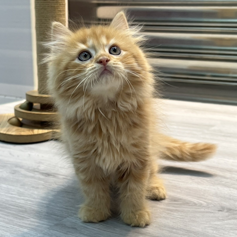 【已售出】英長-橘