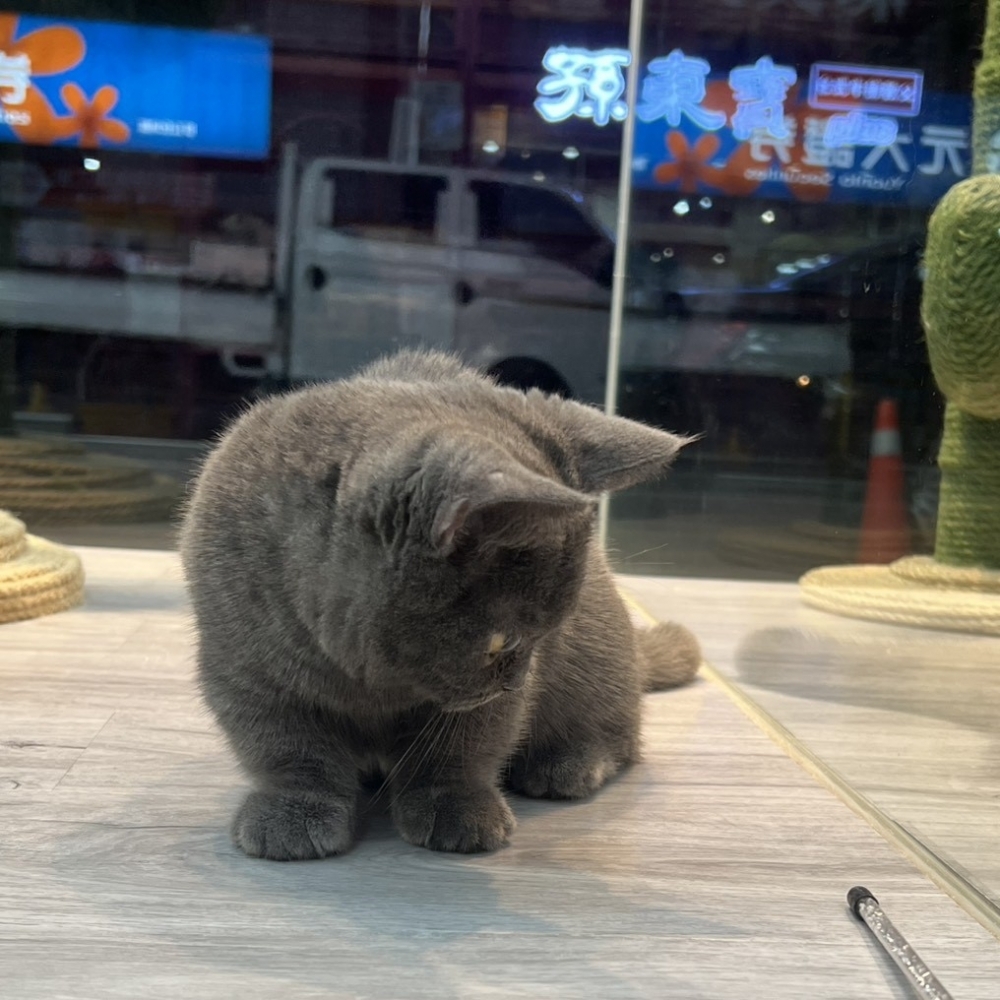 【已售出】曼赤肯-藍