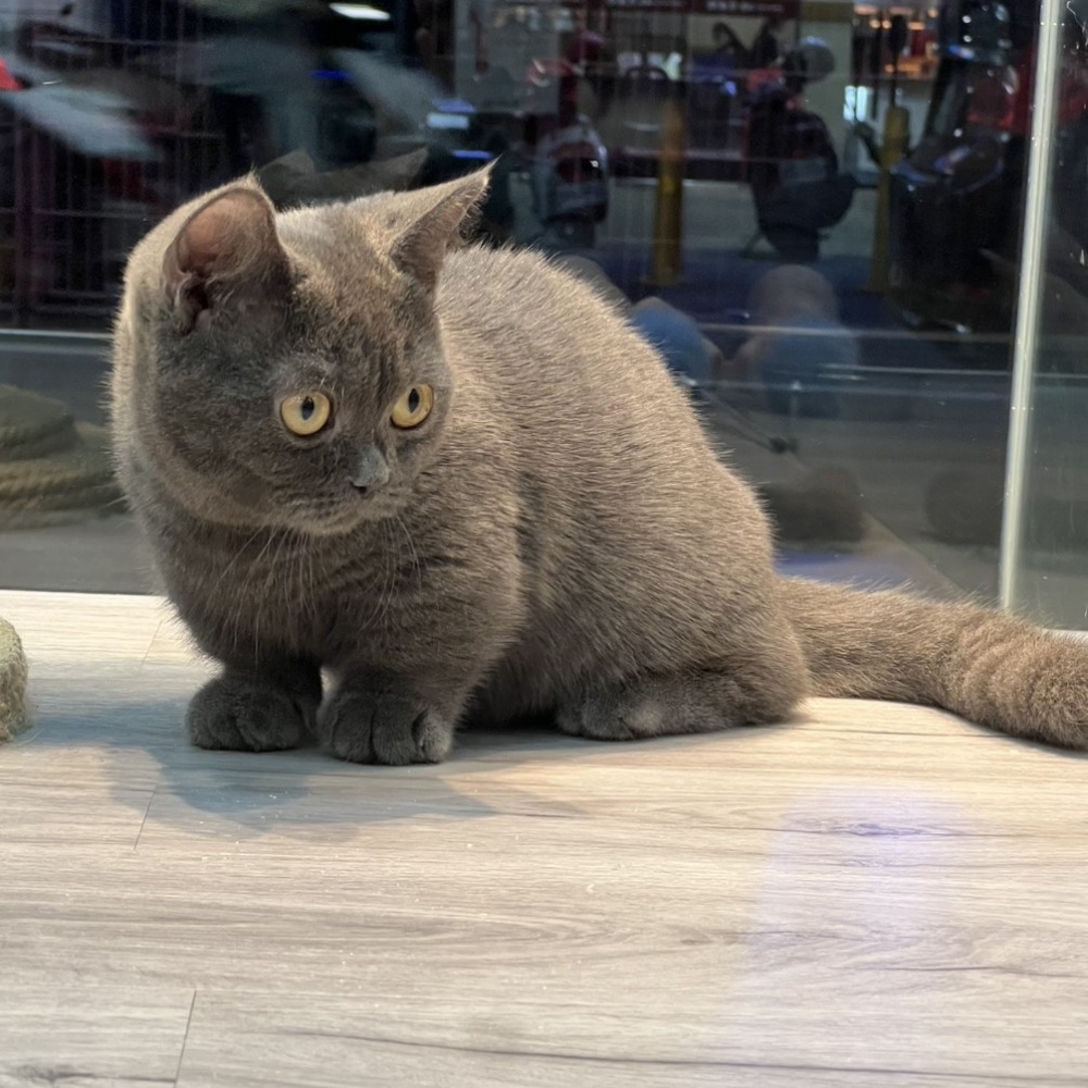 【已售出】曼赤肯-藍