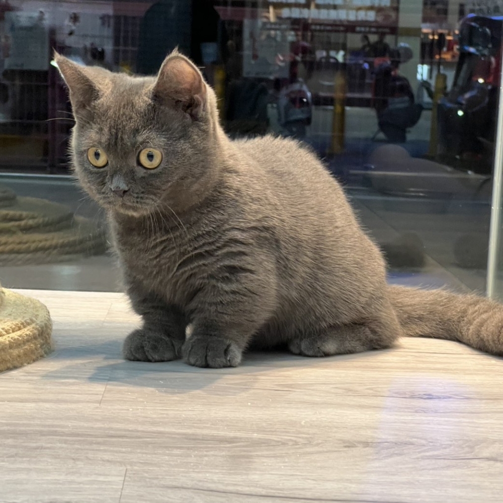 【已售出】曼赤肯-藍