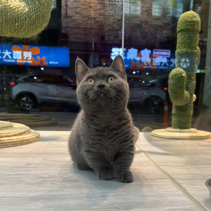 【已售出】曼赤肯-藍