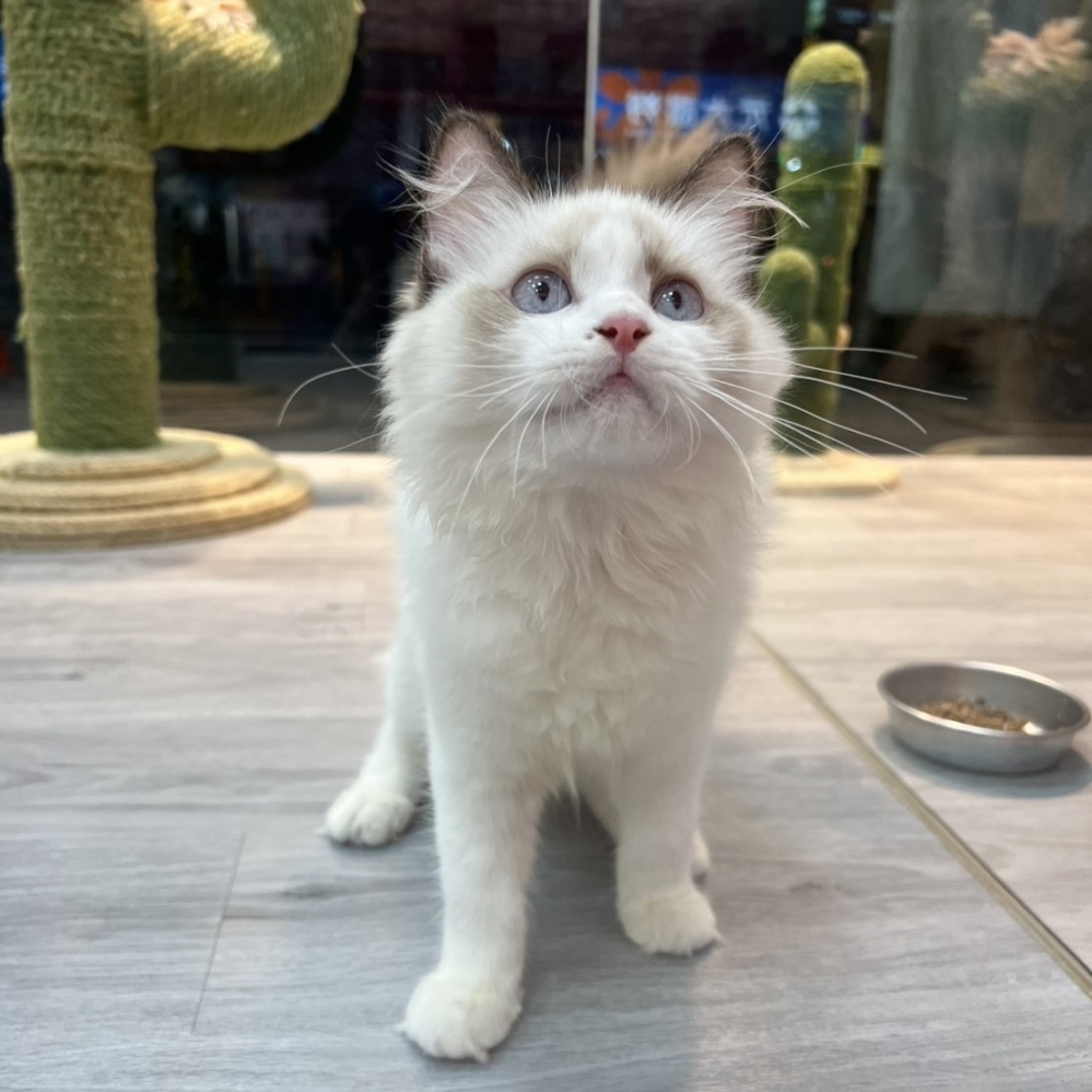 【已售出】布偶-海豹雙