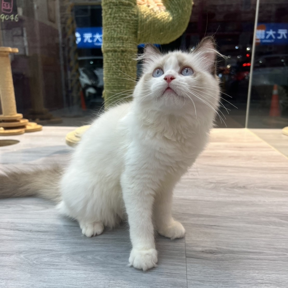 【已售出】布偶-海豹雙