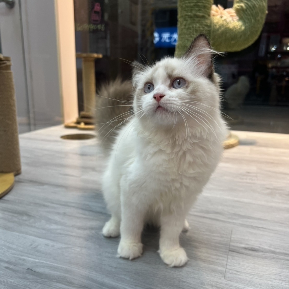 【已售出】布偶-海豹雙