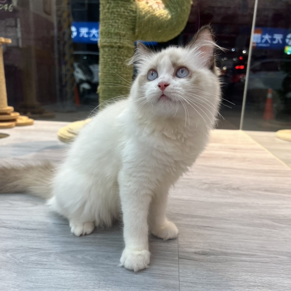 【已售出】布偶-海豹雙