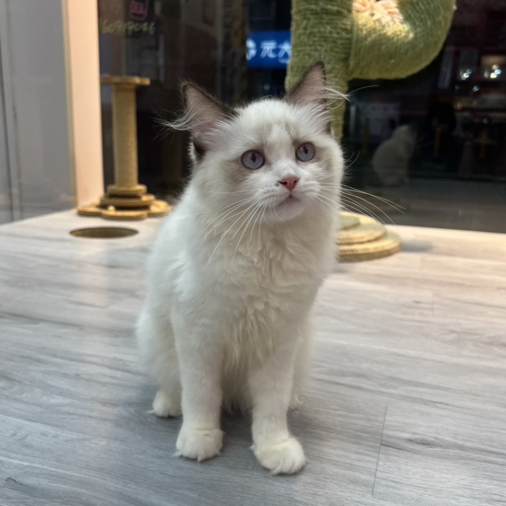 【已售出】布偶-海豹雙