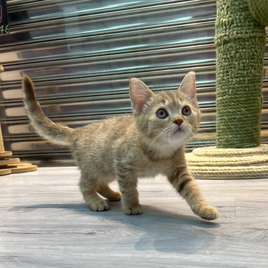 【已售出】英短