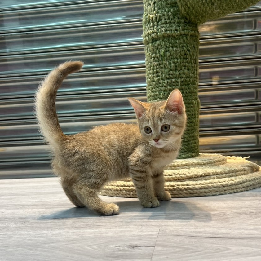 【已售出】英短