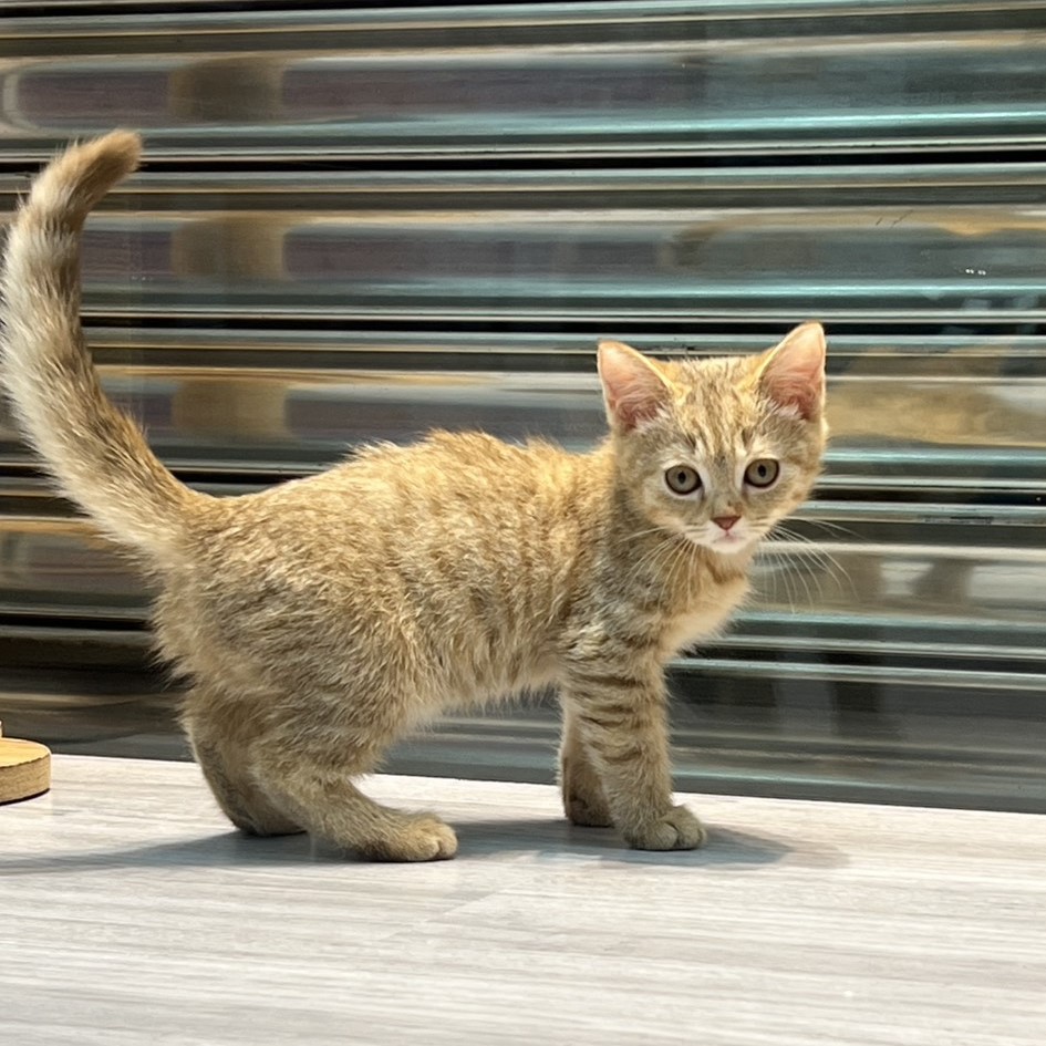 【已售出】英短