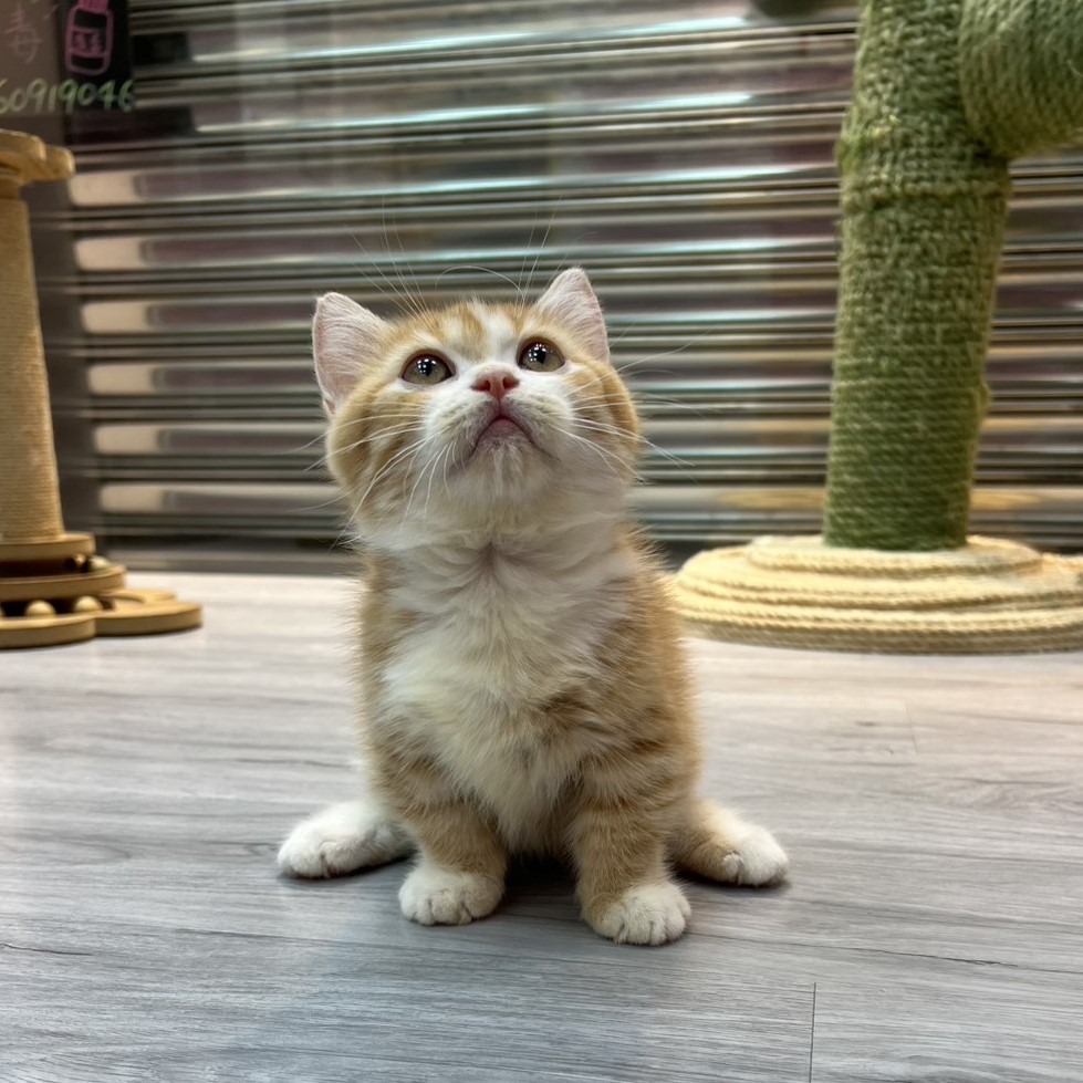 【已售出】曼赤肯-橘白