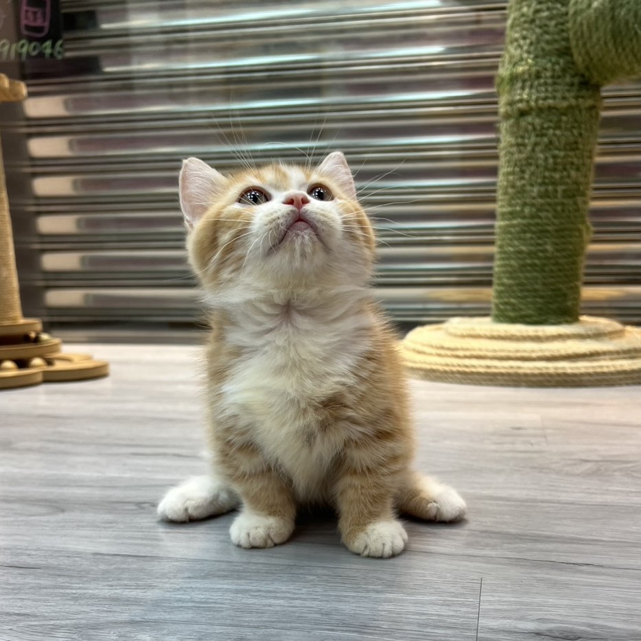 【已售出】曼赤肯-橘白