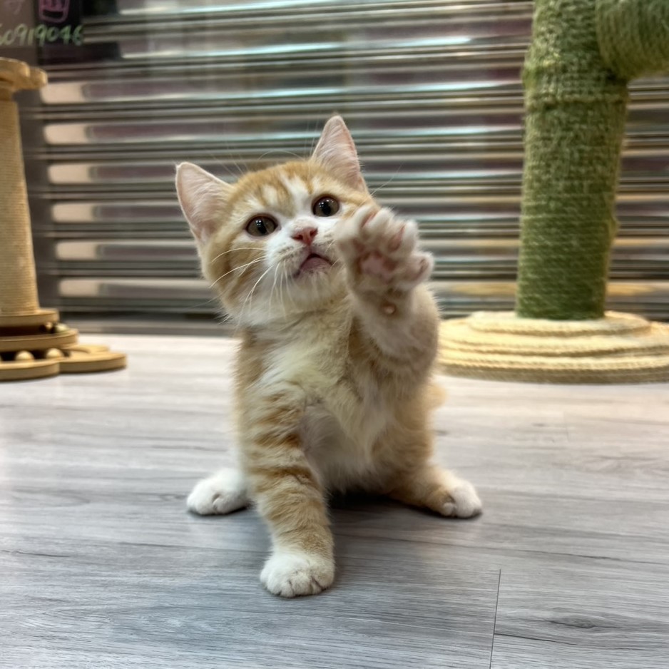 【已售出】曼赤肯-橘白