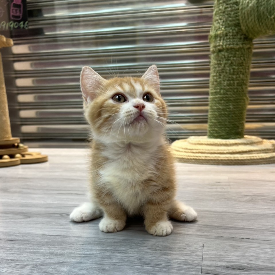 【已售出】曼赤肯-橘白