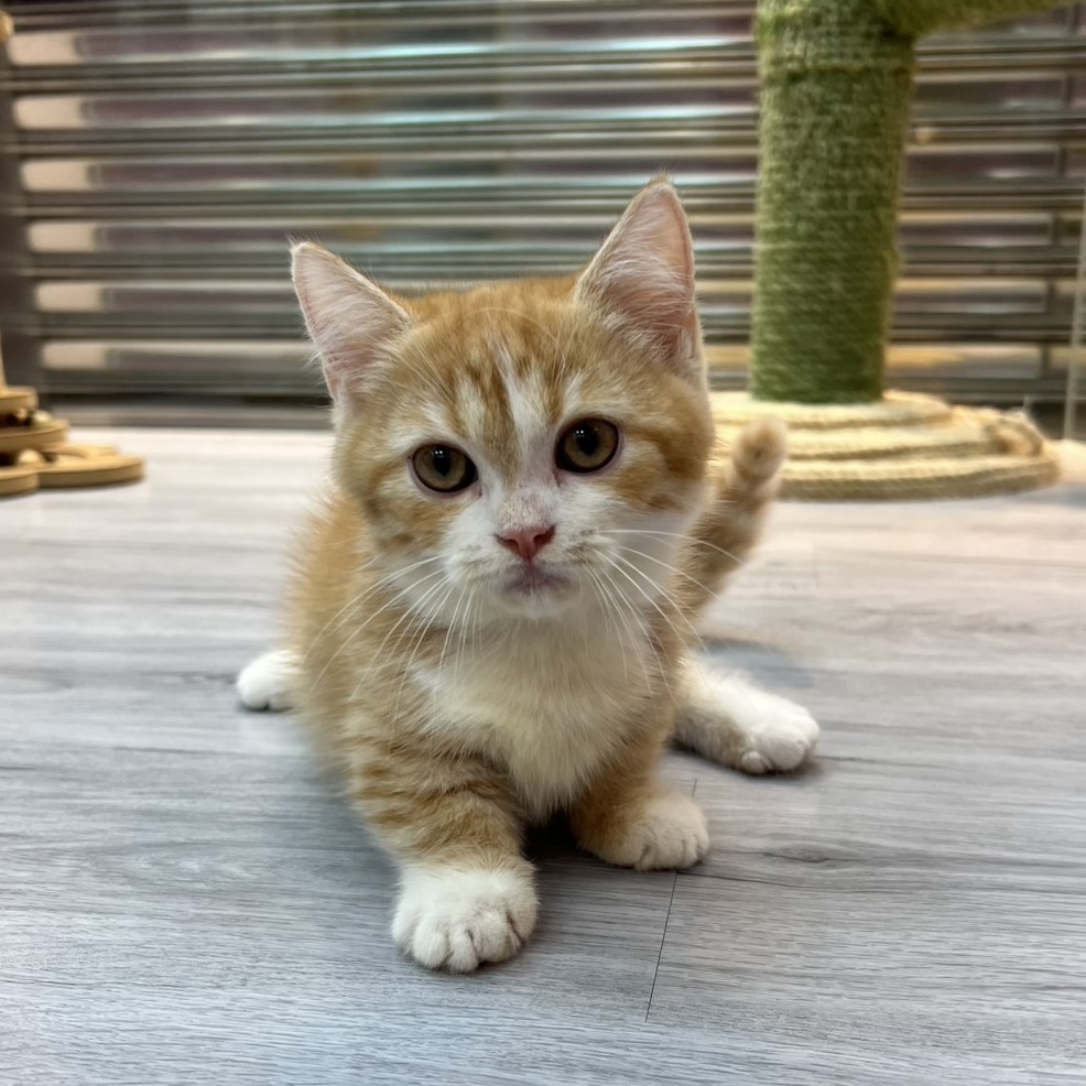 【已售出】曼赤肯-橘白