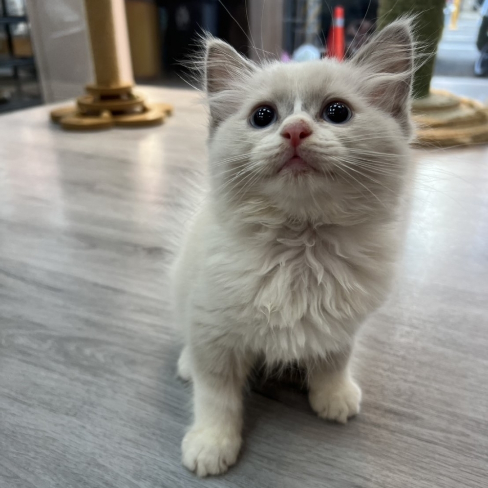 【已售出】布偶-藍雙