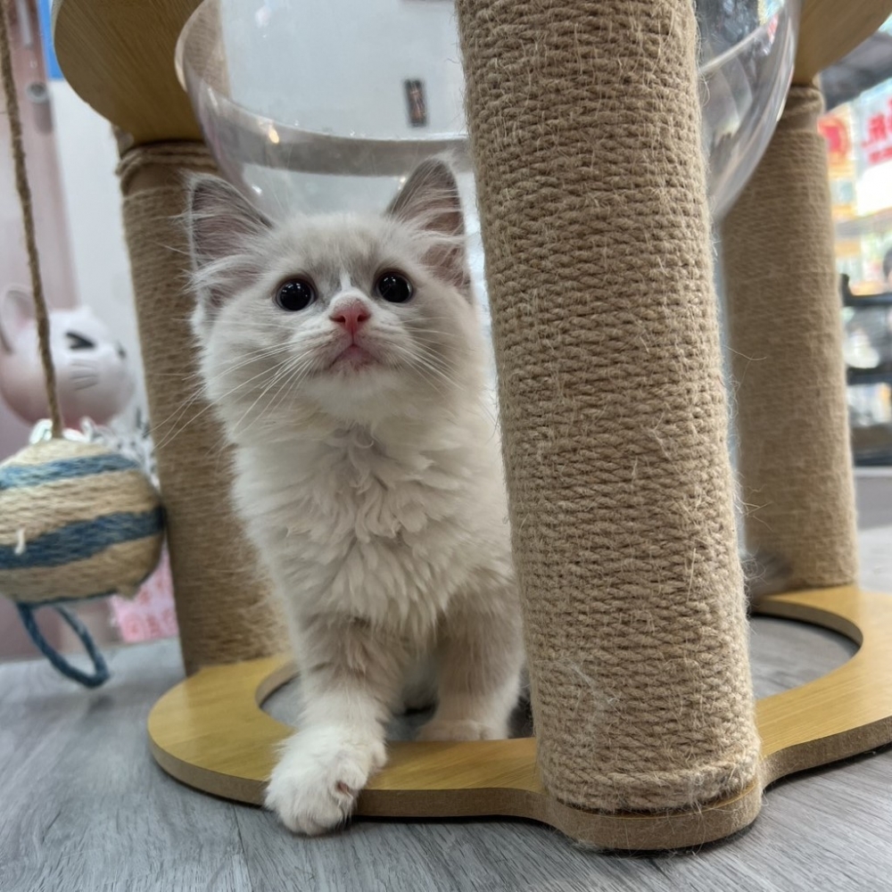 【已售出】布偶-藍雙