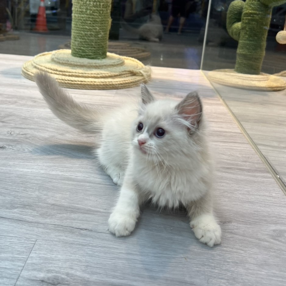 【已售出】布偶-藍雙