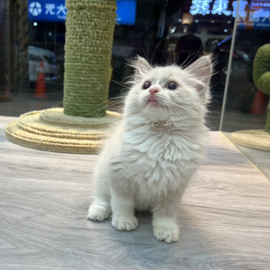 【已售出】布偶-藍雙