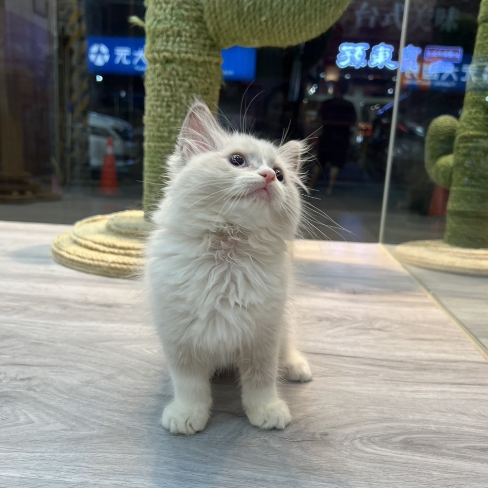 【已售出】布偶-藍雙