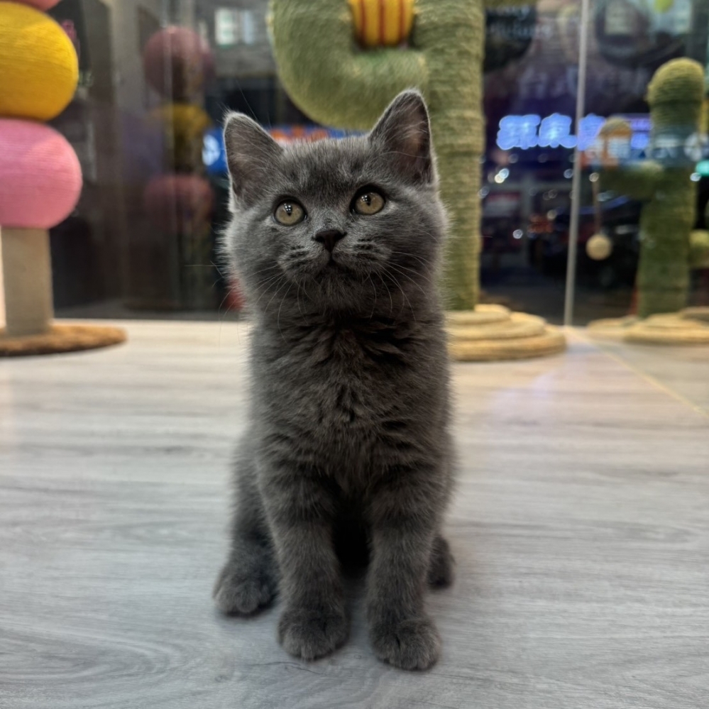 【已售出】英短-藍