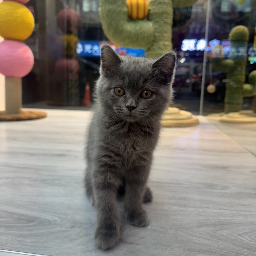 【已售出】英短-藍