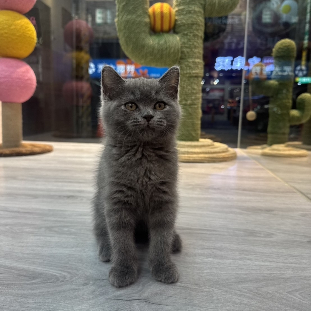 【已售出】英短-藍