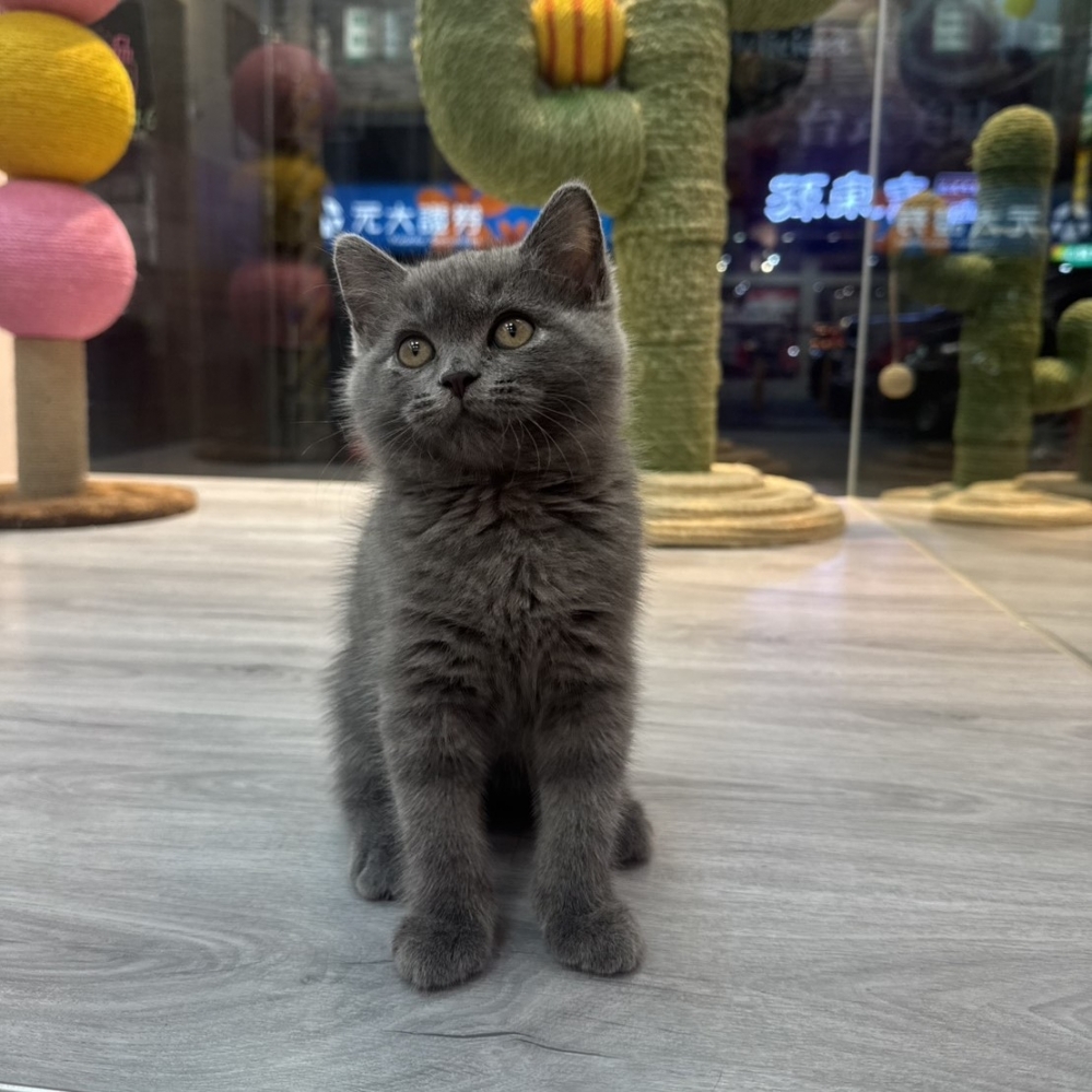 【已售出】英短-藍