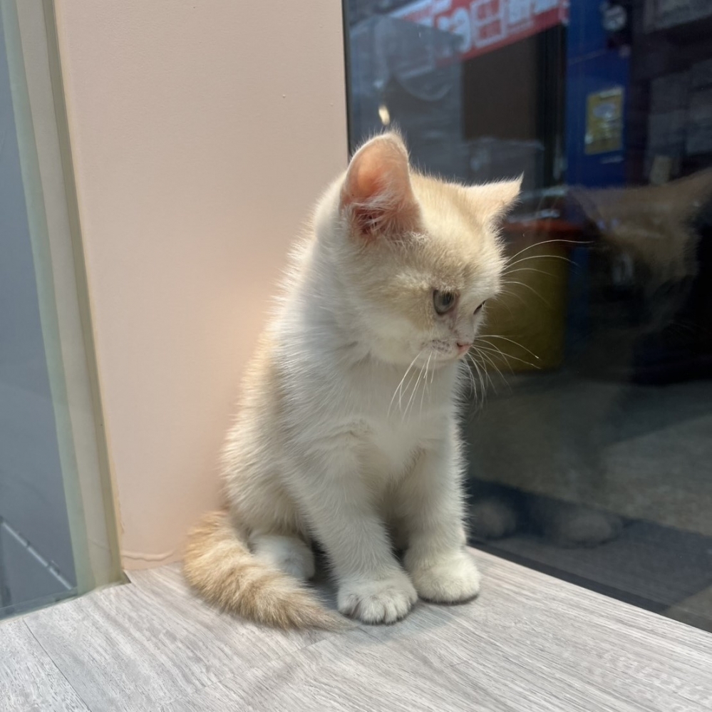 【已售出】英短-奶油