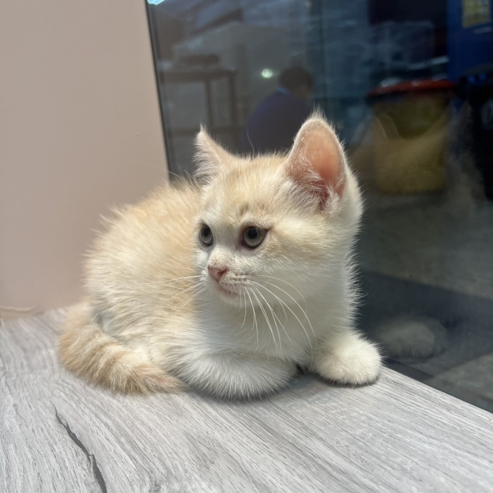 【已售出】英短-奶油