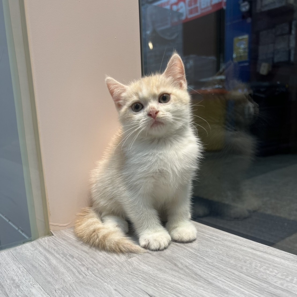 【已售出】英短-奶油