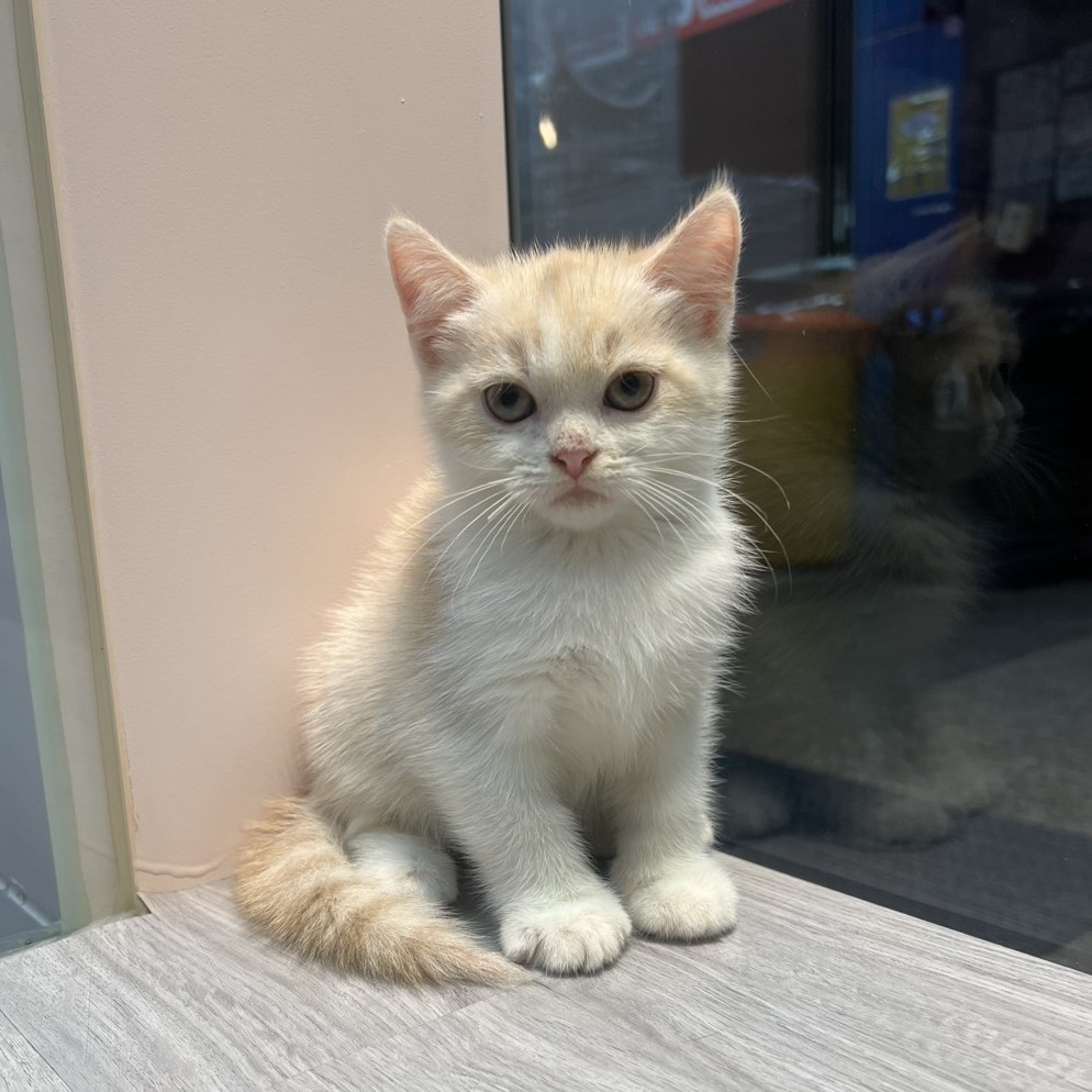 【已售出】英短-奶油