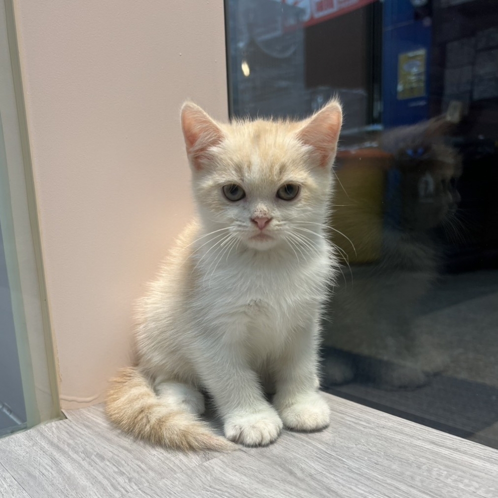 【已售出】英短-奶油