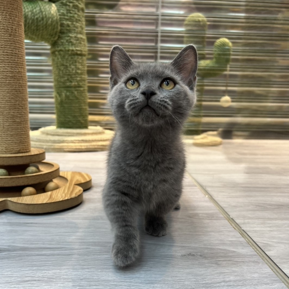 【已售出】曼赤肯-藍