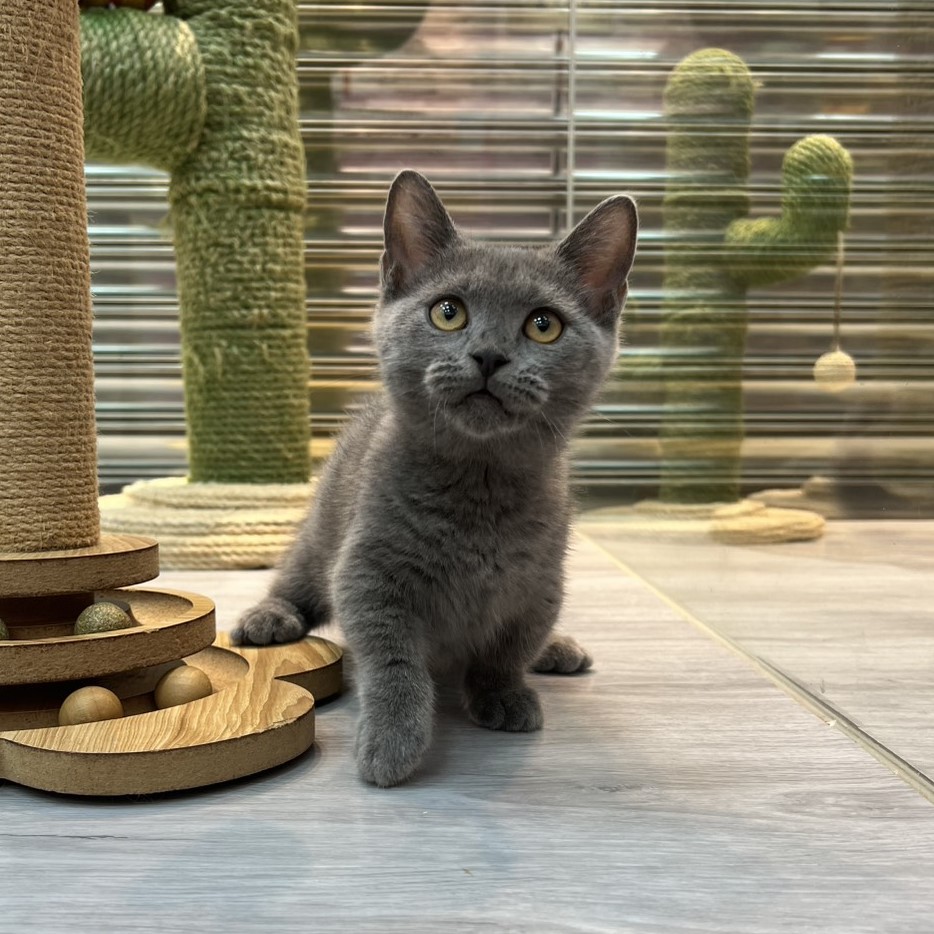 【已售出】曼赤肯-藍