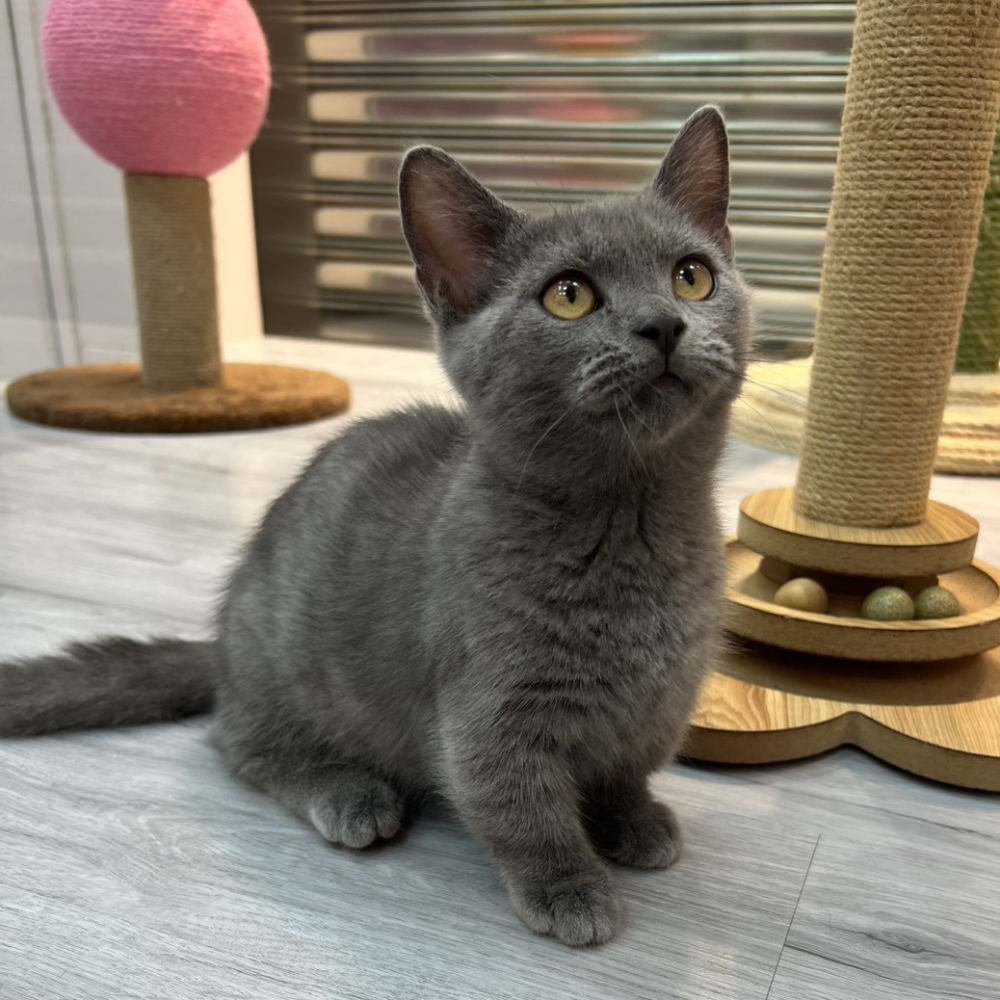 【已售出】曼赤肯-藍