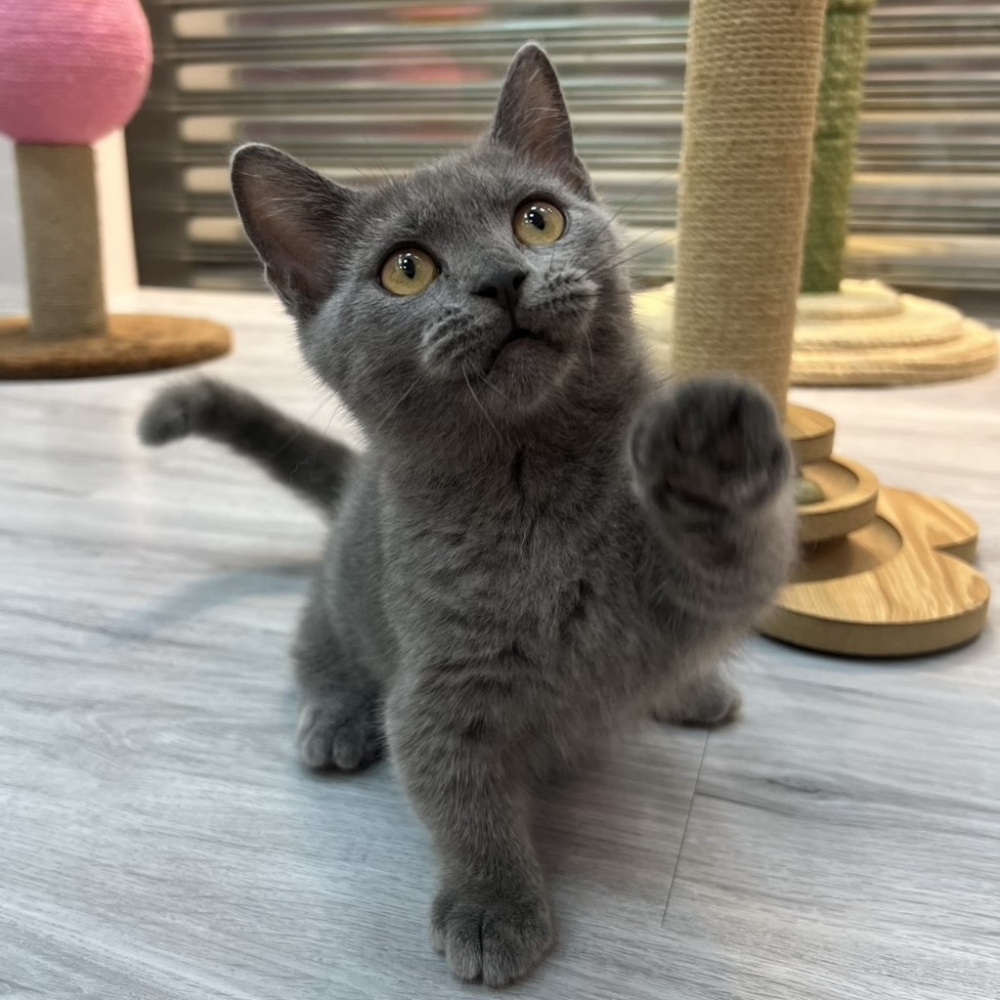 【已售出】曼赤肯-藍