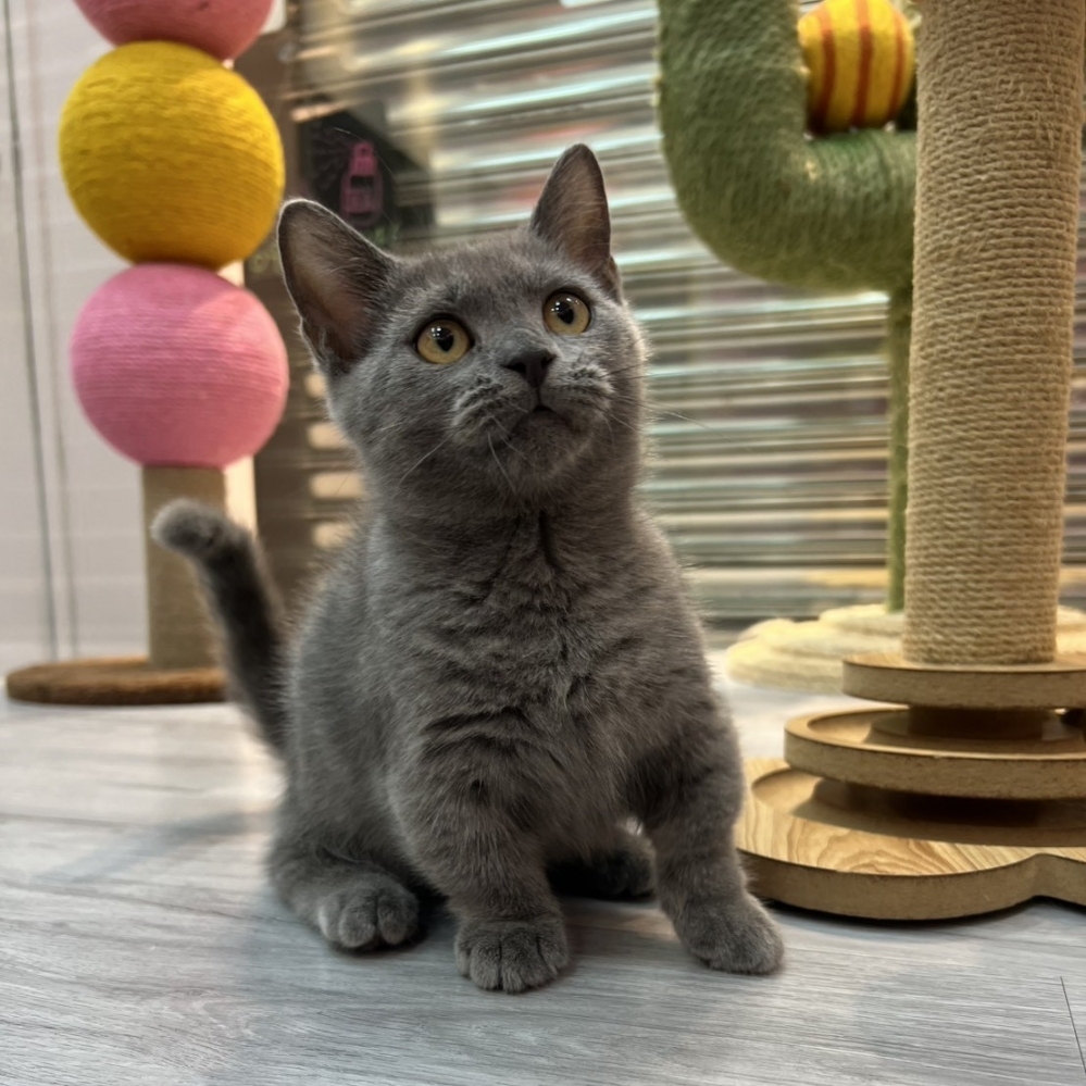 【已售出】曼赤肯-藍