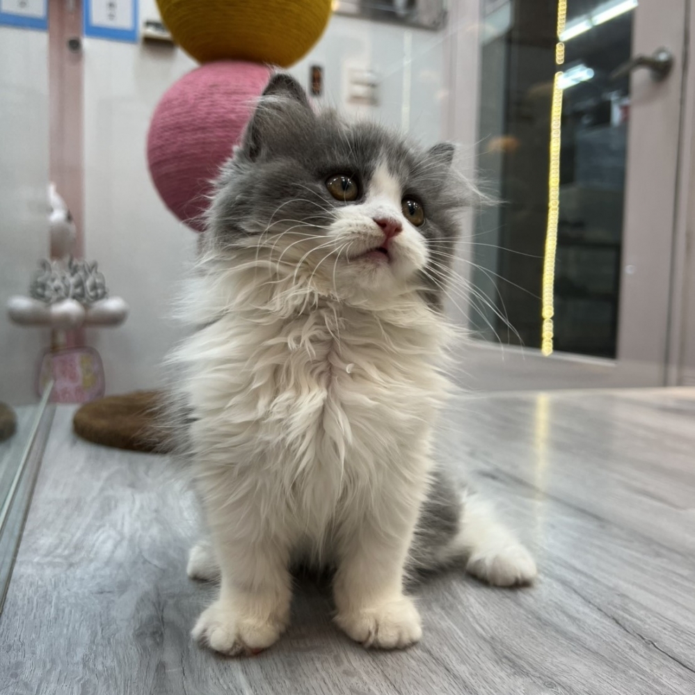 【已售出】英長-藍白