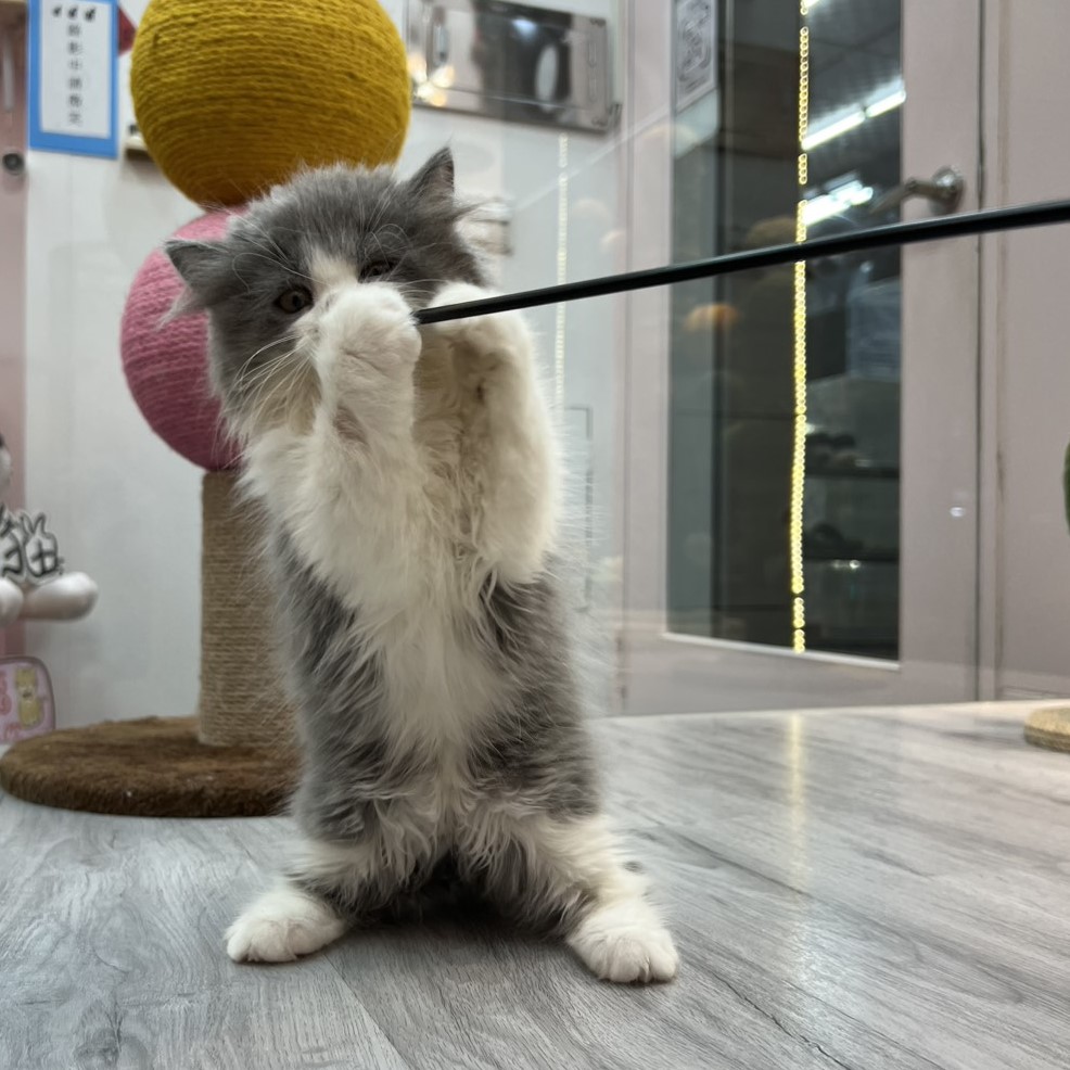 【已售出】英長-藍白