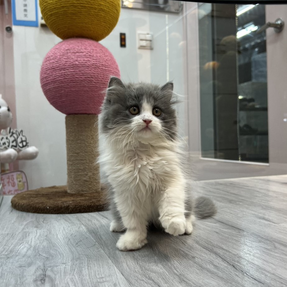 【已售出】英長-藍白