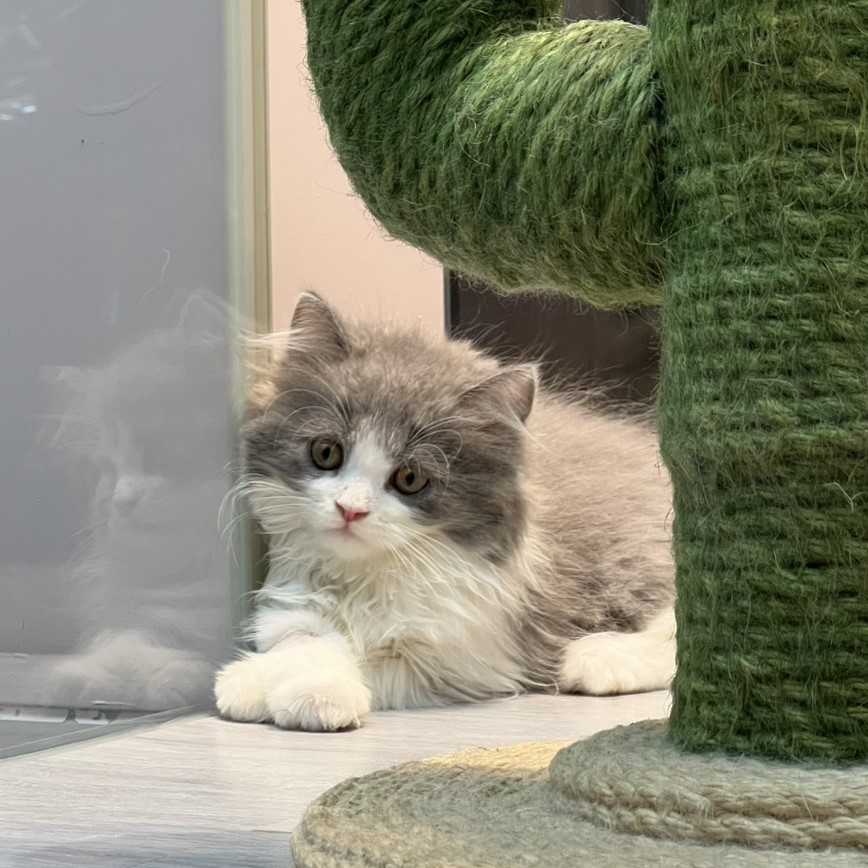 【已售出】英長-藍白