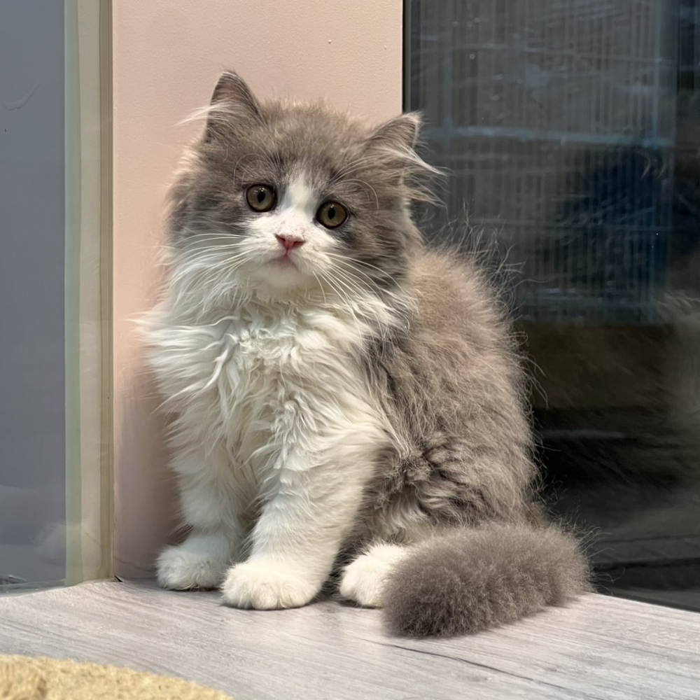 【已售出】英長-藍白