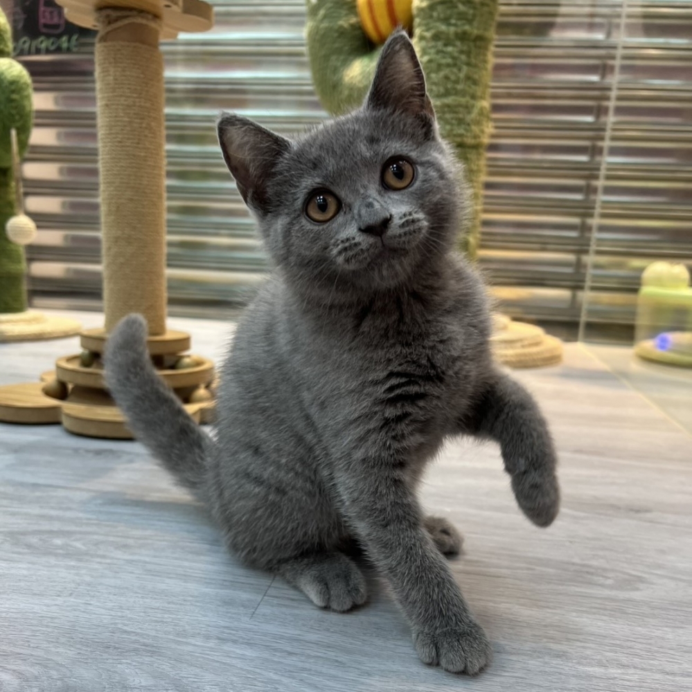 【已售出】英短-藍