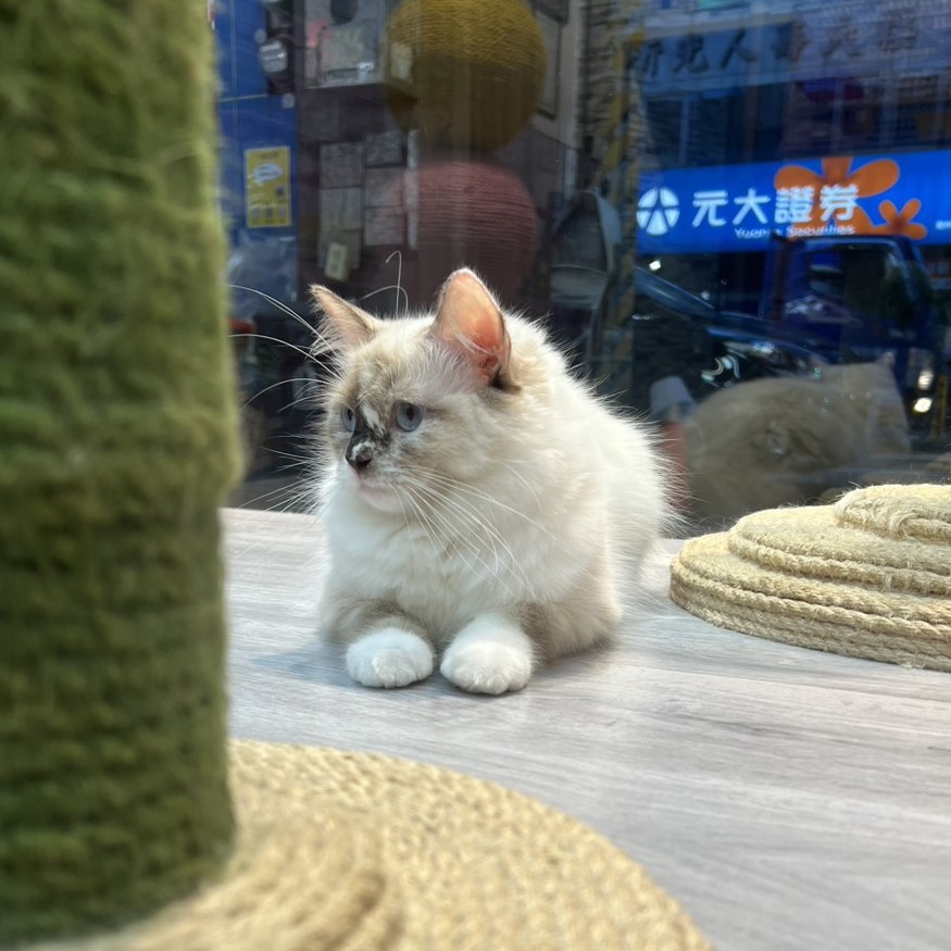 【已售出】布偶
