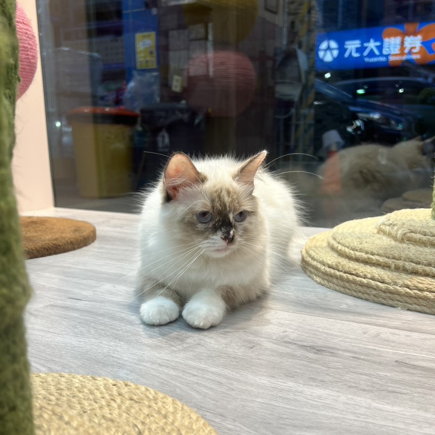 【已售出】布偶