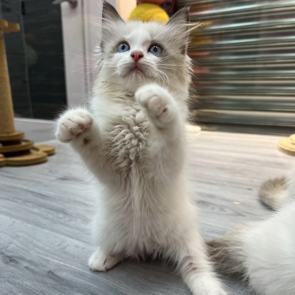 【已售出】布偶-海雙