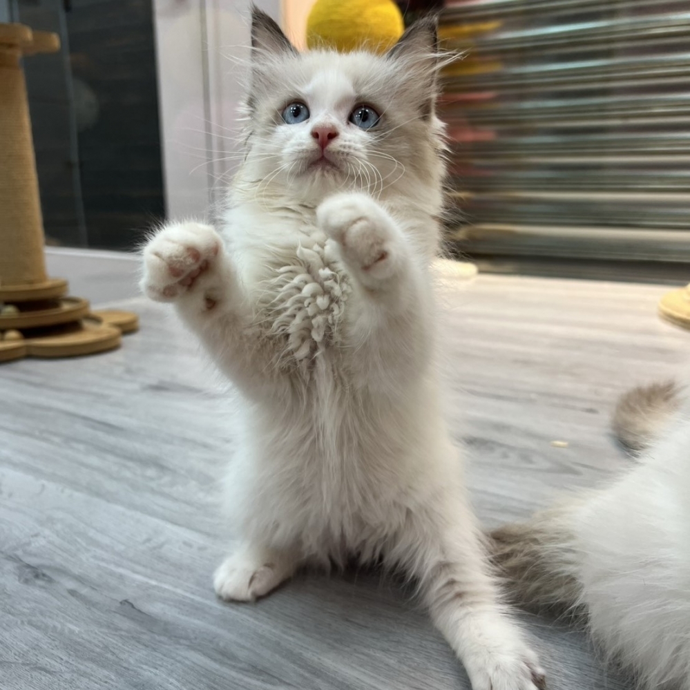 【已售出】布偶-海雙