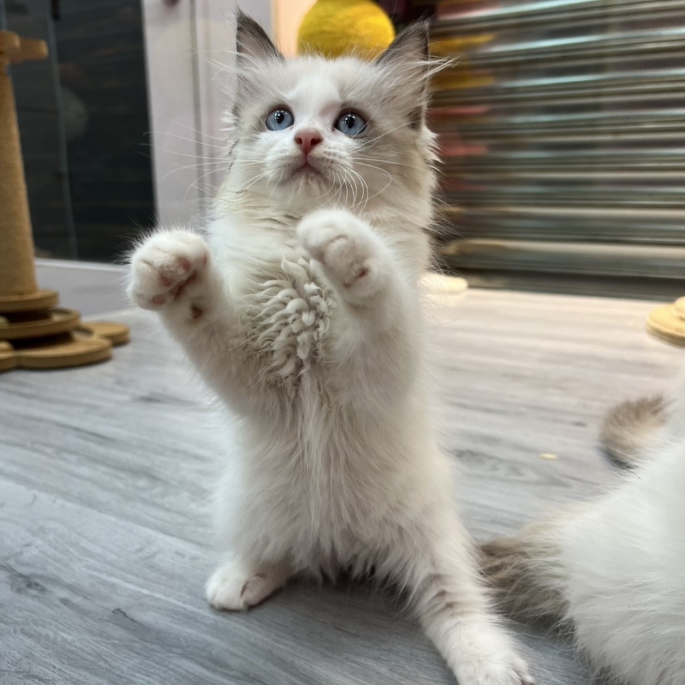 【已售出】布偶-海雙