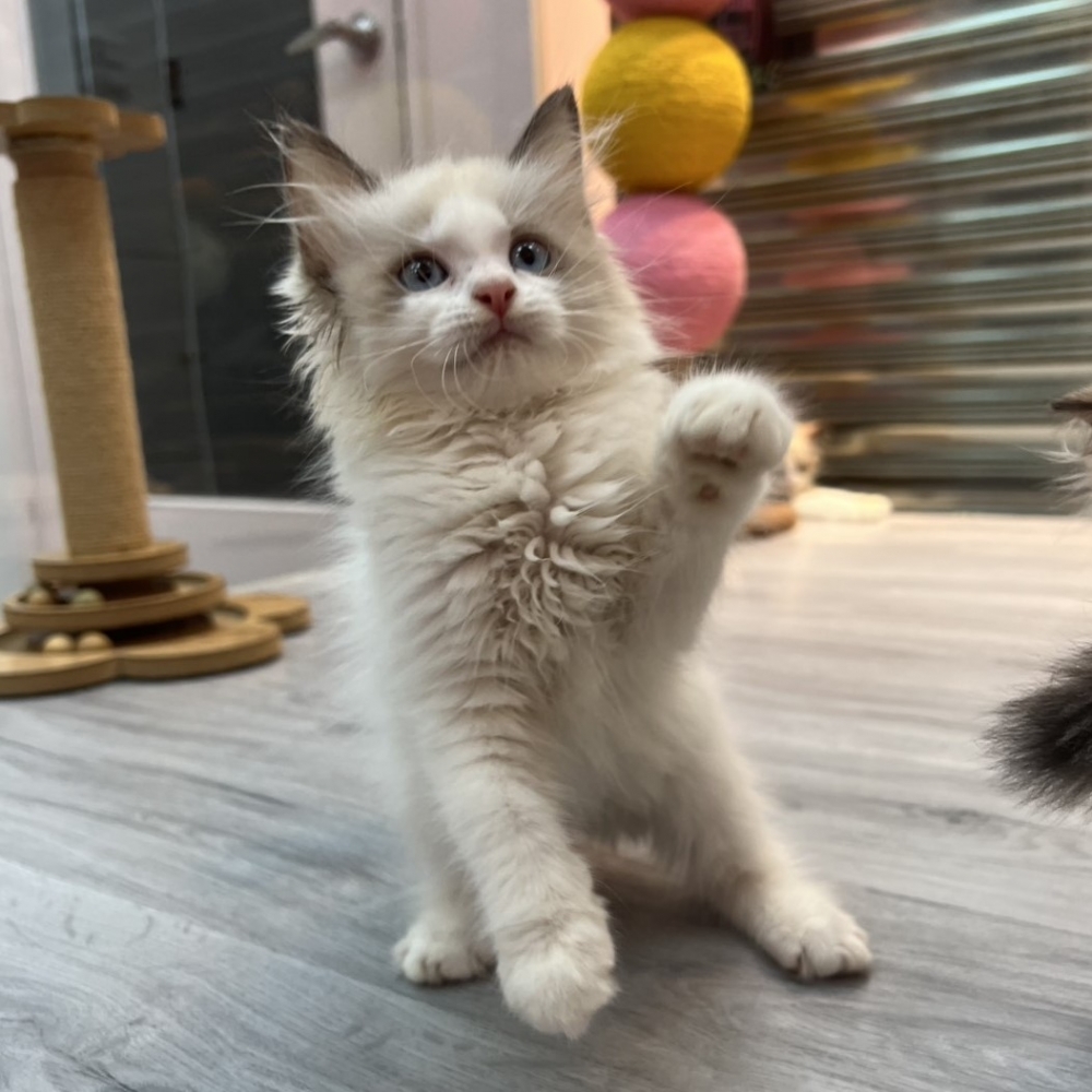 【已售出】布偶-海雙