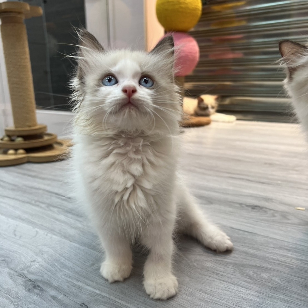 【已售出】布偶-海雙